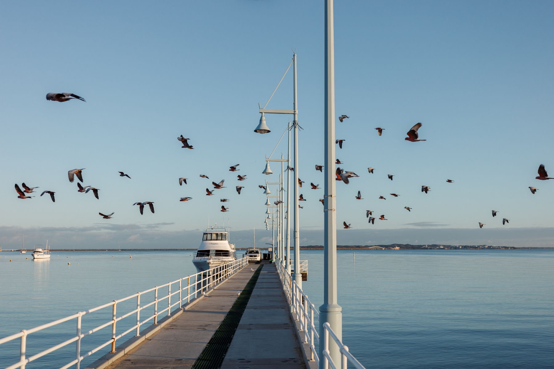 Auto-generated description: A flock of birds is flying above a pier with lamp posts and a boat docked at the end, against a clear blue sky.