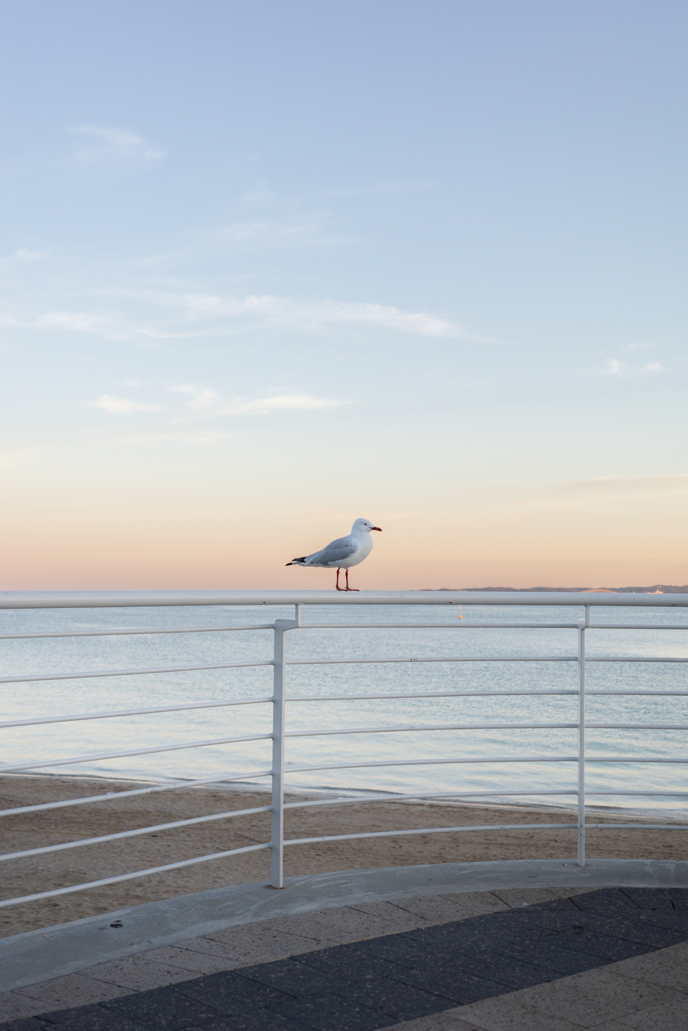 Auto-generated description: A seagull is perched on a railing with a calm sea and pastel sky in the background.