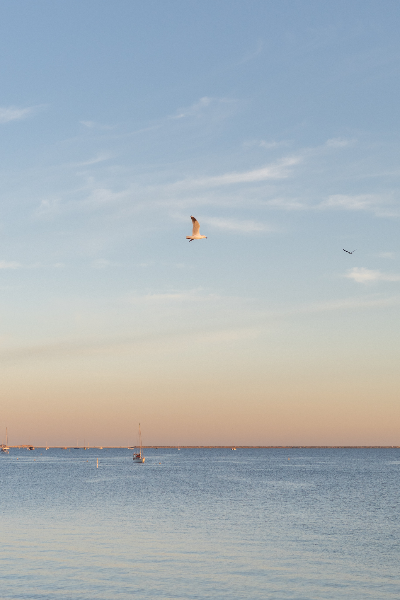 Auto-generated description: A serene scene featuring a seagull in flight over a calm body of water with a pastel-colored sky and distant boats at the horizon.