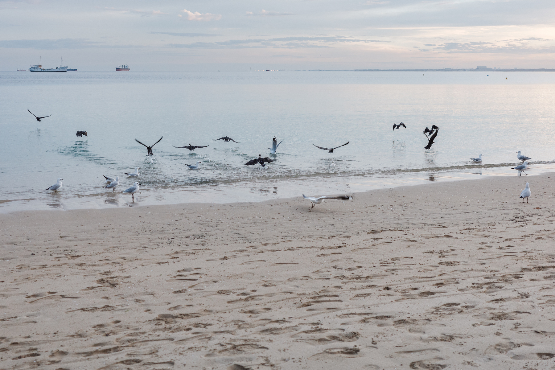 Auto-generated description: Seagulls are flying above and standing on a sandy beach with a calm ocean and ships on the horizon in the background.